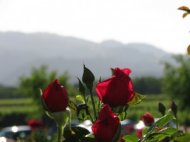 A rose garden accents the grounds at the Silver Oak Cellars winery in Oakville.
